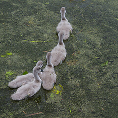 Image showing Cygnets