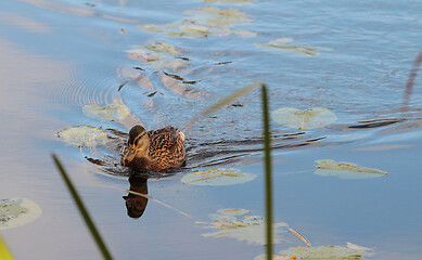 Image showing Ducks 