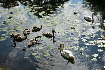 Image showing Swans 