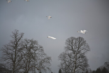 Image showing Swans 