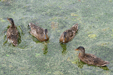 Image showing Ducks 