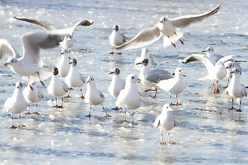 Image showing Seagull