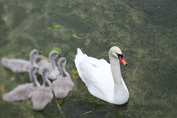 Image showing Swans and cygnets