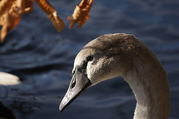 Image showing Swans 