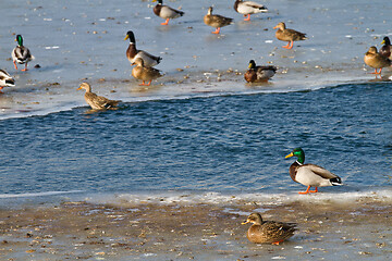 Image showing Ducks on ice