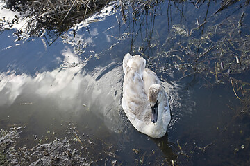 Image showing Swans 