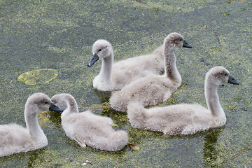 Image showing Cygnets