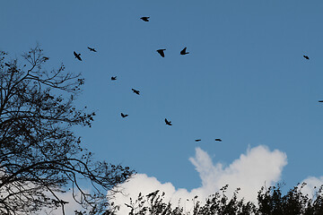 Image showing Birds flying