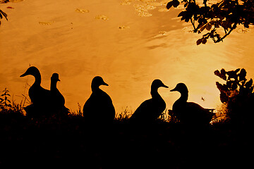 Image showing Ducks 