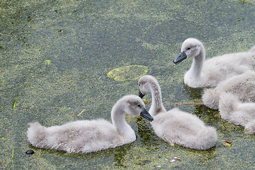 Image showing Cygnets