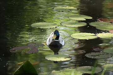 Image showing Ducks 