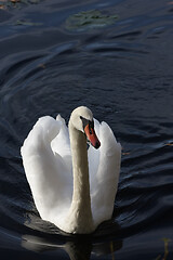 Image showing Swans 