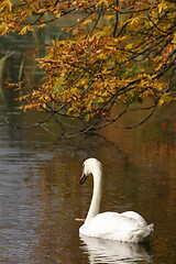 Image showing Swans 