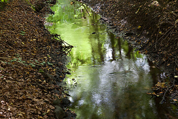 Image showing River in a forest