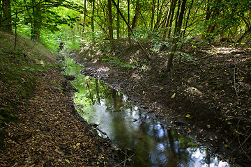 Image showing River in a forest