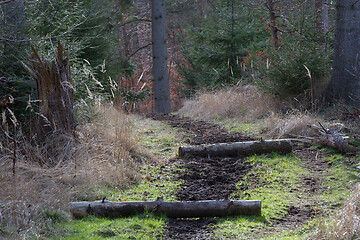 Image showing horse riding path in a forest in Denmark