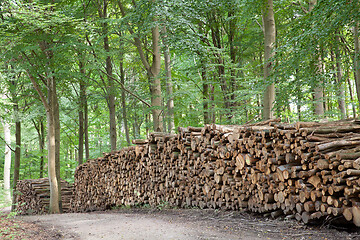 Image showing tree trunk stack in a forest in Denmark