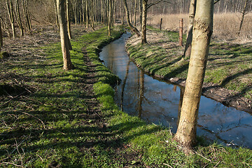 Image showing River in a forest