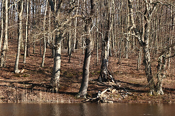 Image showing Lake in a forest in Denmark