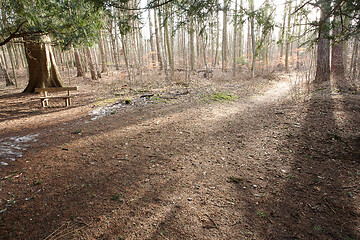 Image showing forest in Denmark