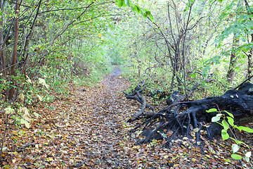 Image showing forest in Denmark