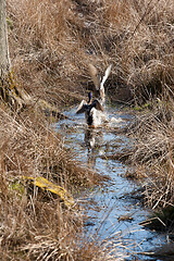 Image showing Duck flying 