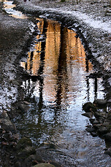 Image showing River in a forest