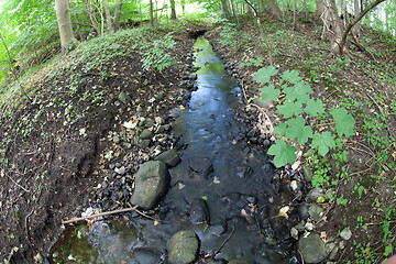 Image showing River in a forest