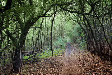 Image showing forest in Denmark