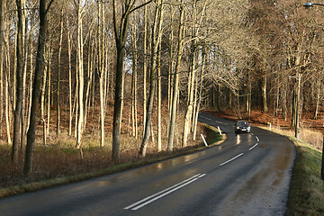 Image showing n in Folehaven forest in Hørsholm. 2005