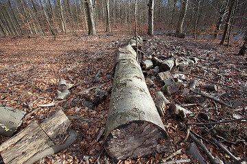 Image showing forest in Denmark