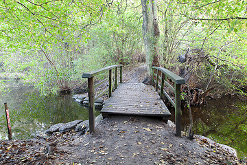 Image showing forest in Denmark