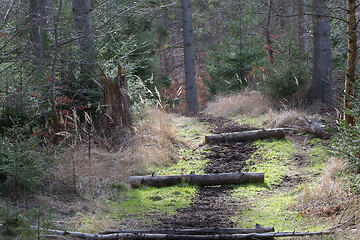 Image showing horse riding path in a forest in Denmark