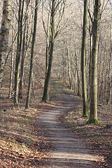 Image showing forest in Denmark
