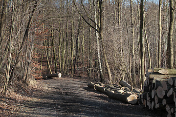 Image showing tree trunk stack in a forest in Denmark