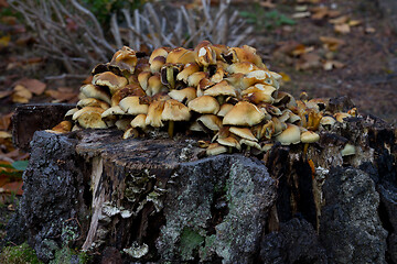 Image showing Mushrooms in a forest in Denmark