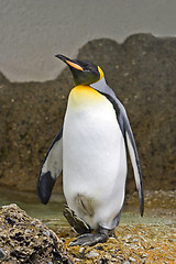 Image showing Penguin