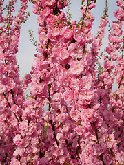 Image showing Cherry blossom in springtime