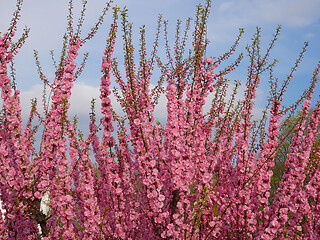 Image showing Pink cherry blossoms against blue sky