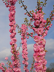 Image showing Cherry blossom in spring time