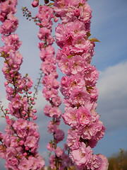 Image showing Abundant cherry blossom in springtime