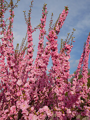 Image showing Pink cherry flowerng against blue sky