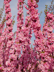 Image showing Abundant cherry tree blossom in springtime