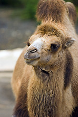 Image showing Camel