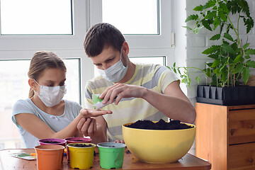 Image showing Dad and daughter in quarantine at home, planting plants in pots