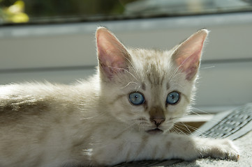 Image showing Kitten