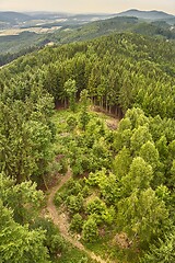 Image showing Forest hiking path