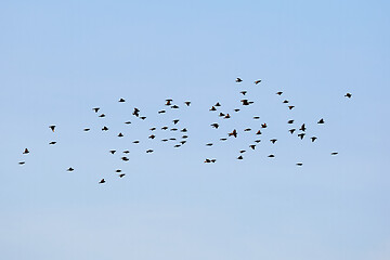 Image showing Birds flying in cloudy sky