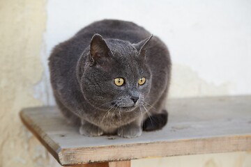 Image showing Cat being a bench