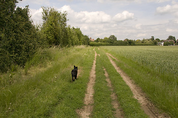 Image showing Dog in a field